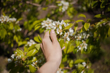 Fototapeta na wymiar A girl touching flowers with her hands