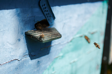 Bees flying near the hive, macro shot