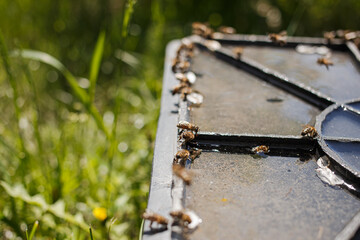 Bees flying near the hive, macro shot