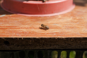 Bees flying near the hive, macro shot