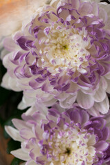Obraz na płótnie Canvas Purple and white chrysanthemums on a blurry background close-up. Beautiful bright chrysanthemums bloom in autumn in the garden.