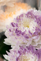 Purple and white chrysanthemums on a blurry background close-up. Beautiful bright chrysanthemums bloom in autumn in the garden.