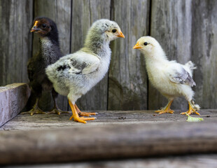 Young baby chicks on a poultry farm