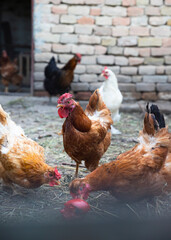 Chicken feeding at hen farm. Free range chicken concept