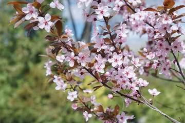 Purple leaf sand cherry or dwarf red-leaf plum (Prunus cistena). A branch with light pink flowers...