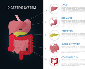 Illustration of the internal part of the human digestive system..