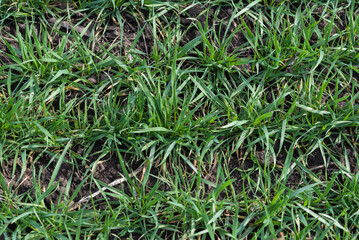 Cracked earth soil as a texture background. Top view.