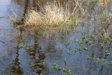 View of swamp. Polluted river, countryside.
