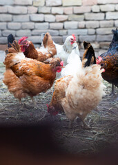 Chicken feeding at hen farm. Free range chicken concept