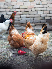 Chicken feeding at hen farm. Free range chicken concept