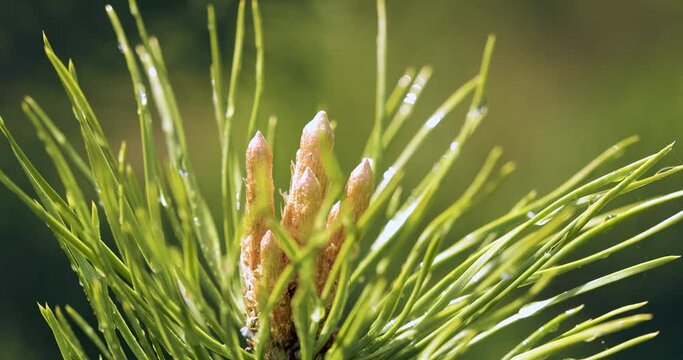 Spring shoots of pine tree, Pinus Sylvestris, with young yellow conifer cones growing in forest.