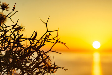 Dry beach plant and sunrise over sea