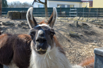 lama ziege alpaka © fotoak80