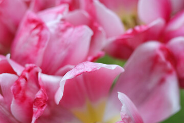 Naklejka premium Faded Tulips close up. Bouquet of pink Tulips close up. Tulip petals. Buds of faded flowers. Beautiful bouquet. Floral background. Pink blooming Tulips on green natural background. Tulip bud
