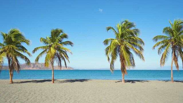 Wild deserted palm beach on a tropical coastline. Beautiful palm trees on the shores of the Caribbean Sea on a sunny summer day. Travel to tropical paradise. Sea beach landscape.