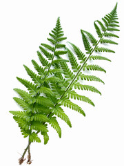 fern leaf isolated on white background 