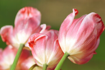Faded Tulips close up. Bouquet of red Tulips close up. Tulip petals. Buds of faded flowers. Beautiful bouquet. Floral background. Red  blooming flowers on green natural background. Tulip bud