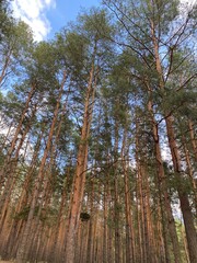 Fototapeta premium Pine forest