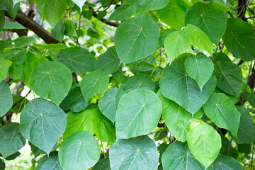 Green leaves plant as background.