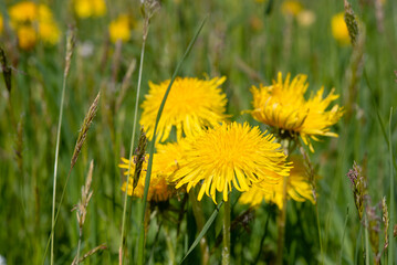 Meadow of dandelion in spring - beauty of nature