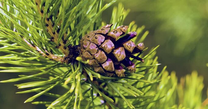 Close-up of a green pine branch with a brown cone in the forest. Natural forest background.