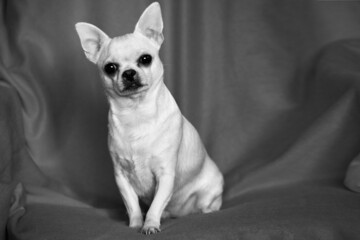 A small dog sits in a chair. Chihuahua looks surprised, ears up. Pet close-up. Black and white photo.