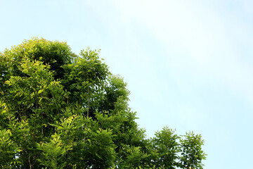 Green leaves with blue sky