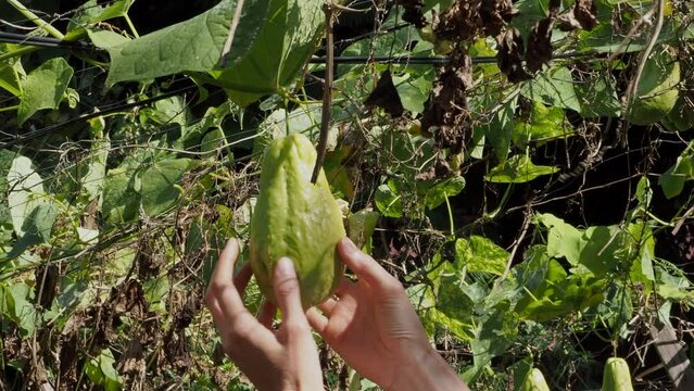 Hand holding fresh Chayote or Sechium edule. Chayote is an edible plant belonging to the pumpkin family