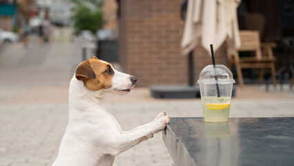 Jack russell terrier dog with a plastic glass of lemonade