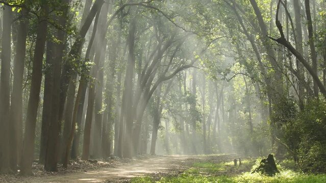 Wide shot of Natural Tyndall effect by sunlight or light rays scattering through sal trees in cold winter mornings at dhikala jim corbett national park forest uttarakhand india asia