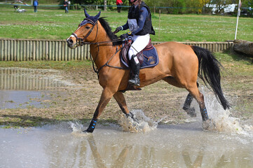 Obraz premium parcours cross dans un concours hippique