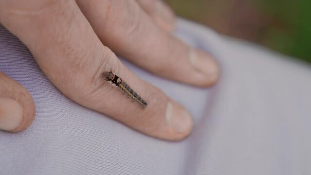 A green caterpillar crawls on a person's clothes and arm. Treatment of fear of insects. Ultra HD