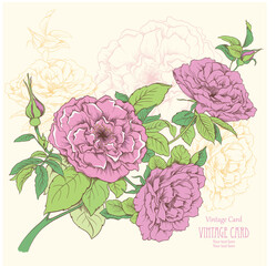 Vintage card with rose flowers. Hand drawn vector illustration