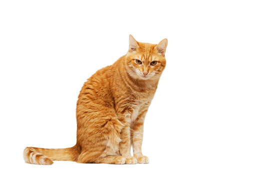 Ginger cat sitting sideways and looking into the camera. Isolated on white.