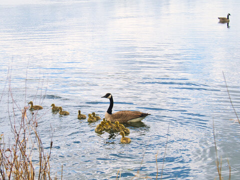 Canadian Goose And A Group Of Goslings Swimming In The Lake At Evergy Wetlands In Gardner, Kansas