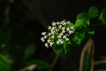 東京赤坂にある東京ミッドタウンに咲くコバノガマズミ