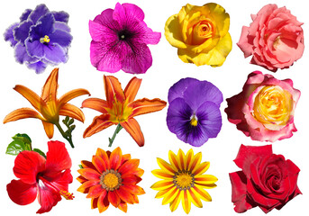 Collection of different flowers isolated on white background.