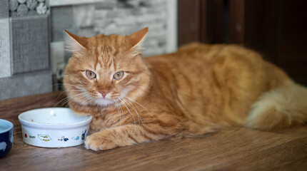 A beautiful red cat sits on the floor next to his food bowl. The cat is waiting for food, feed, feeding.