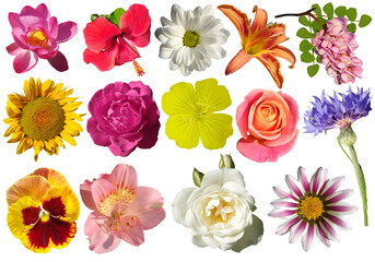Collection of different flowers isolated on white background.