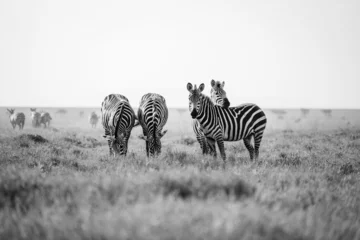 Poster Greyscale shot of zebras in Serengeti National Park © Jan Kaše/Wirestock Creators
