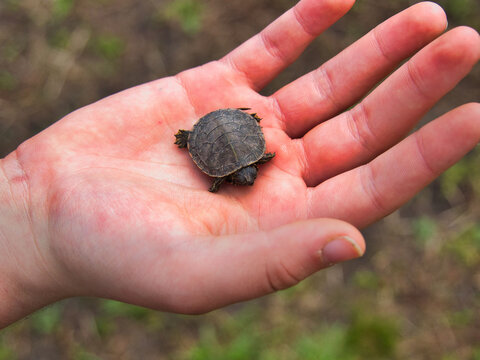 Closeup Of A Tiny Baby Snaping Turtle In A Person's Palm At Evergy Wetlands In Gardner, Kansas