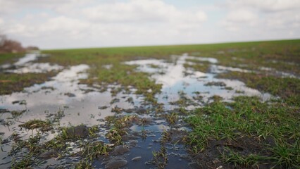 green sprouts of wheat on the field in early spring. large puddle of water after irrigation. agribusiness concept of green wheat field. plant growing of young green wheat water on a field landscape