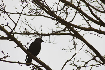 crow on tree