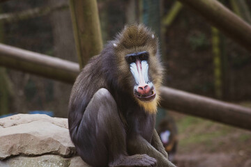 mandrill sitting