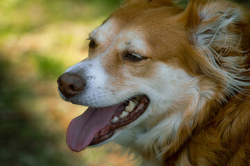 border collie close up