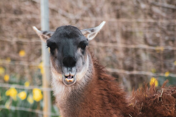 close up of a llama