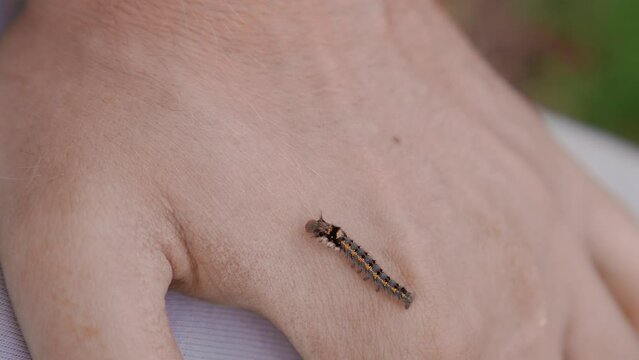 A green caterpillar crawls on a person's clothes and arm. Treatment of fear of insects. Ultra HD
