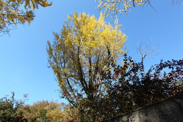 青空とイチョウの黄葉