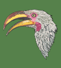Drawing southem yellow hornbill head, long beak, art.illustration, vector