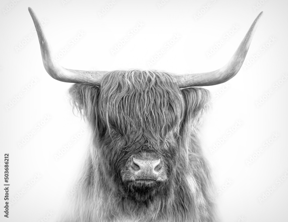 Wall mural Scottish Highland bull in black and white standing in a pasture in spring in Canada